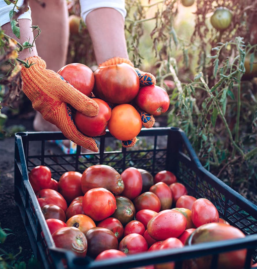 A farmer holding a handful of tomatoes in a field.